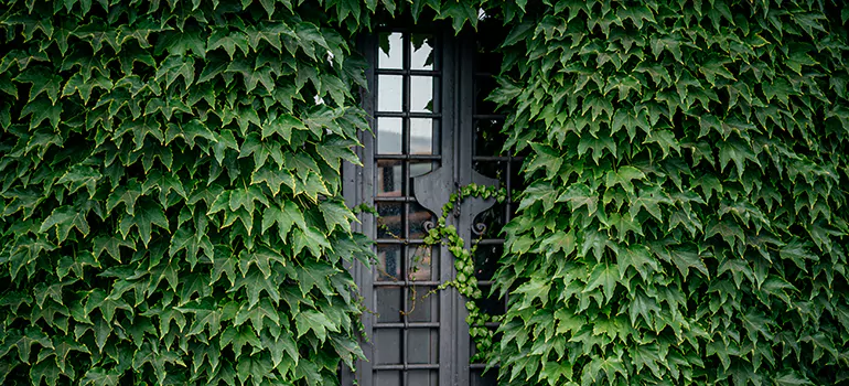 Garden Gate Repair in San Rafael, CA