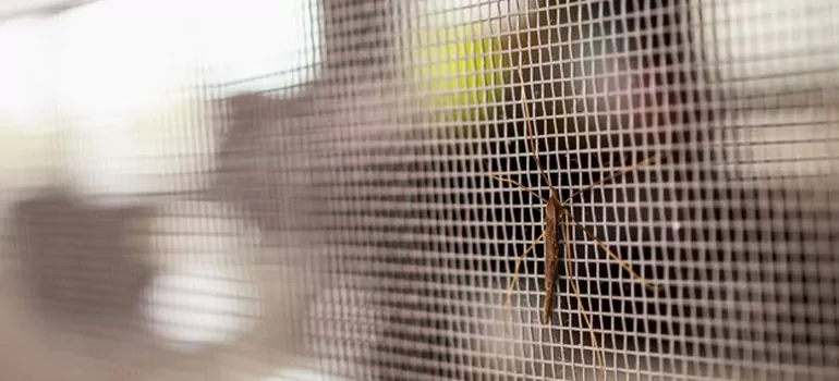 Repair Mosquito Mesh For Windows in San Rafael, CA